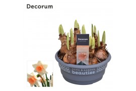 (Large-cupped Grp) Peaches and Cre Narcis Peaches and Cream 6 per pot