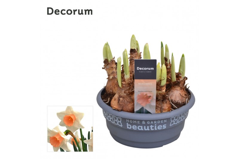 (Large-cupped Grp) Peaches and Cre Narcis Peaches and Cream 6 per pot 