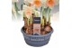 (Large-cupped Grp) Peaches and Cre Narcis Peaches and Cream 6 per pot 