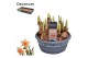 (Large-cupped Grp) Peaches and Cre Narcis Peaches and Cream 6 per pot 