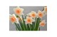 (Large-cupped Grp) Peaches and Cre Narcis Peaches and Cream 6 per pot 
