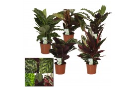 Calathea mix