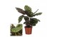 Calathea makoyana 