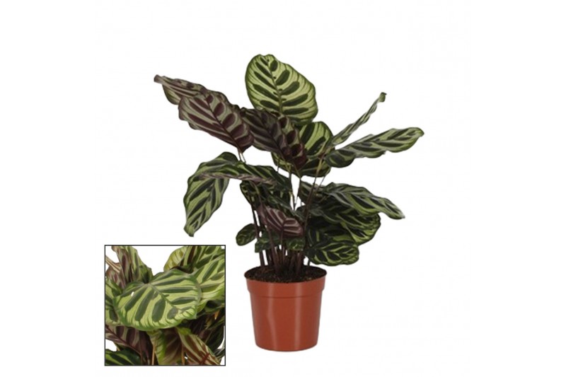 Calathea makoyana 
