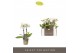 Phalaenopsis multiflora wit Optifriend 2 tak 