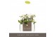 Phalaenopsis multiflora wit Optifriend 2 tak 