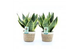 Sansevieria trifasciata futura superba in noah mand