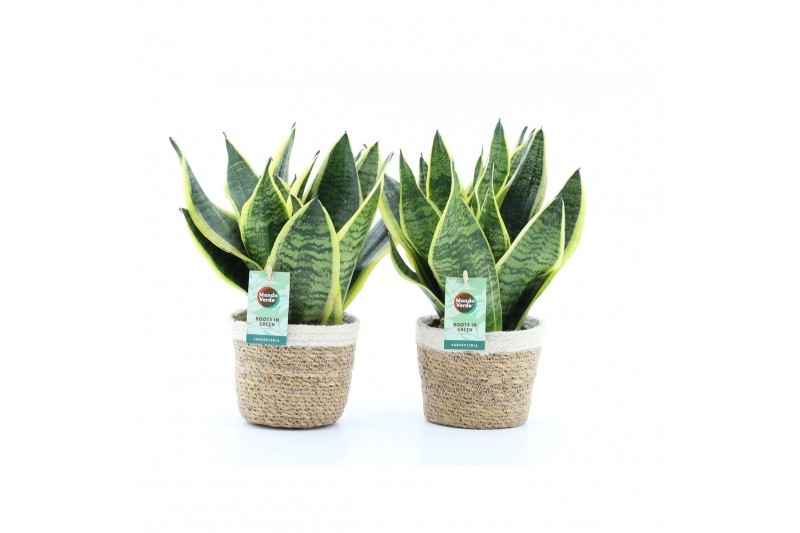 Sansevieria trifasciata futura superba in noah mand Sansevieria trifasciata futura superba in noah mand