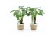 Alocasia cucullata op stam in noah mand 