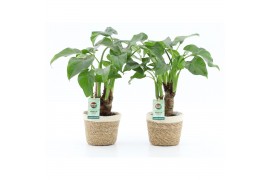 Alocasia cucullata op stam in noah mand