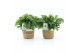 Monstera adansonii in noah mand 