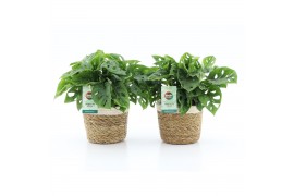 Monstera adansonii in noah mand