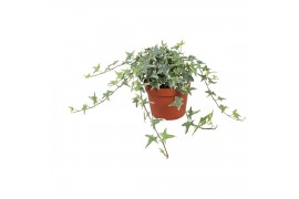 Hedera mona lisa helix 9pp - 20-25cm Rank