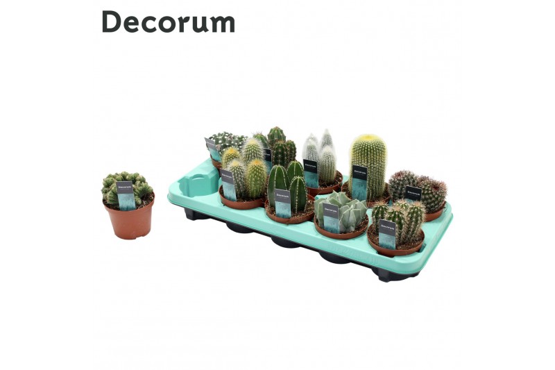Cactus mix 10 soorten (Decorum) 