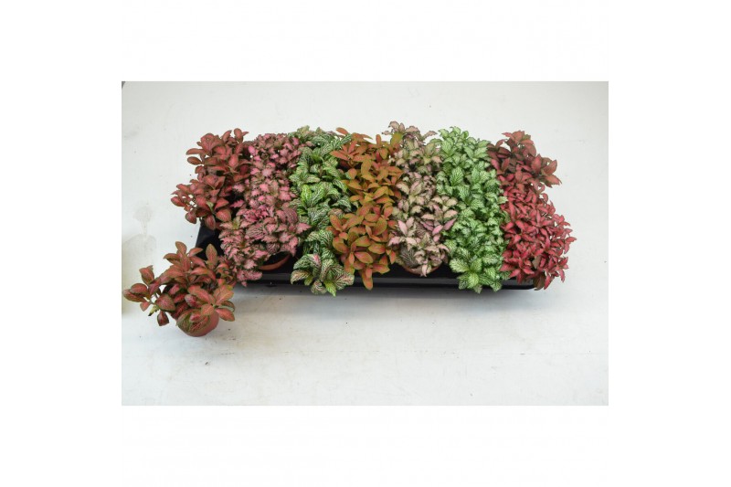 Fittonia mix kleinbladig 7 kleuren 