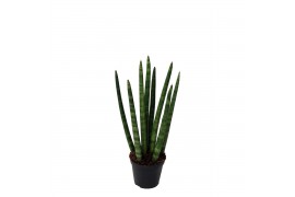 Sansevieria cylindrica