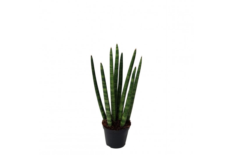 Sansevieria cylindrica 