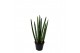 Sansevieria cylindrica 