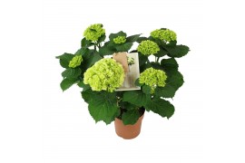 Hydrangea Hi Ice Wit 5-6 Bloem