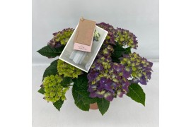 Hydrangea macr. hi ocean Blauw 5-6 Bloem