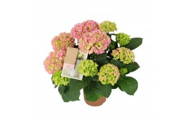 Hydrangea macr. hi ocean Roze 5-6 Bloem