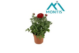 Ranunculus asiaticus sprinkles red Ranunculus Sprinkles Red 12 cm 3 bl