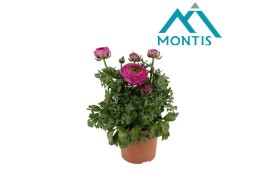 Ranunculus asiaticus sprinkles violet Ranunculus Sprinkles Purple 12 c