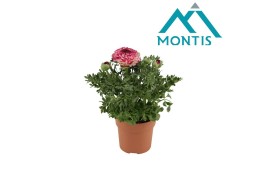 Ranunculus asiaticus sprinkles violet bicolou Ranunculus Sprinkles Vio