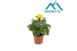 Ranunculus asiaticus sprinkles yellow Ranunculus Sprinkles Yellow 12 c
