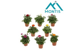 Ranunculus sprinkles mix Ranunculus Sprinkles mixkar 12 cm 1 pp 3 bl.