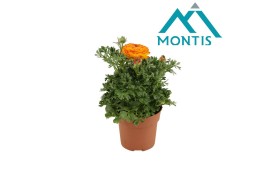 Ranunculus asiaticus sprinkles red-yellow Ranunculus Sprinkles Orange 