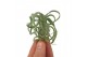 Tillandsia curly slim bonsai (baby) 