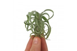 Tillandsia curly slim bonsai (baby)