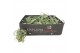 Tillandsia curly slim bonsai (baby) 
