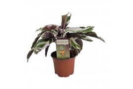 Calathea fusion white