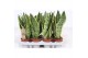 Sansevieria trifasciata futura superba 
