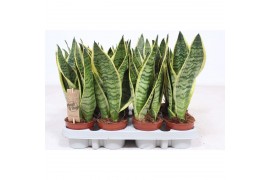 Sansevieria trifasciata futura superba