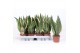 Sansevieria trifasciata futura superba 