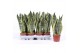 Sansevieria trifasciata futura superba 