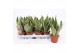 Sansevieria trifasciata futura superba 