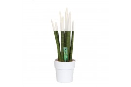 Sansevieria cylindrica velvet touchz® wit in keramiek edel