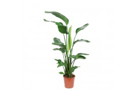 Strelitzia nicolai zonder bloem