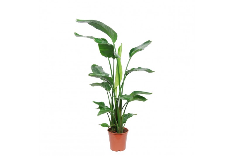 Strelitzia nicolai zonder bloem 
