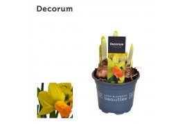 Narcissus cyclamineus grp jetfire Narcis Jetfire