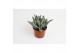 Succulenten Kalanchoë Tomentosa,3 pp,,3 pp 