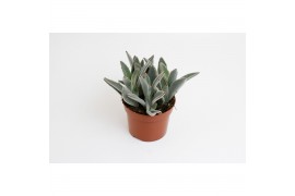 Succulenten Kalanchoë Tomentosa,3 pp,,3 pp