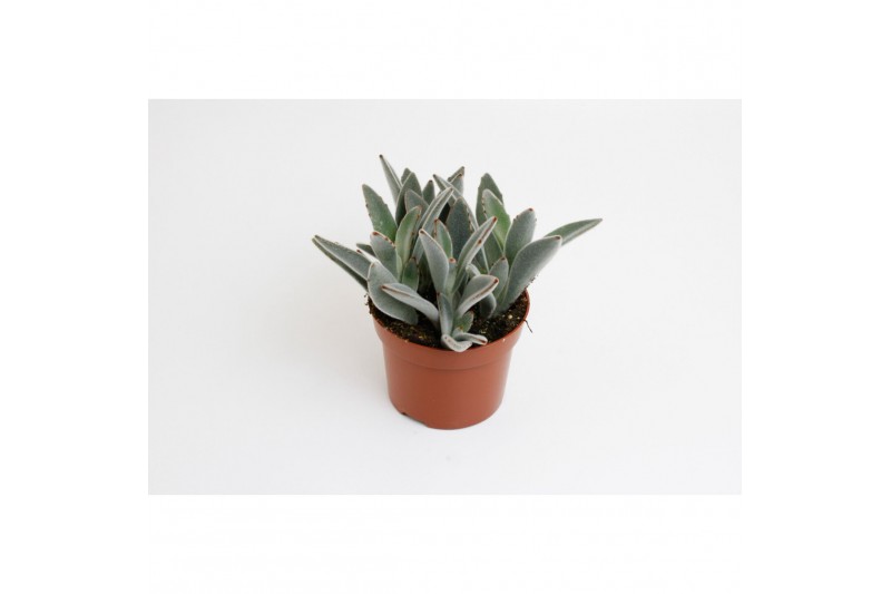 Succulenten Kalanchoë Tomentosa,3 pp,,3 pp 