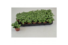 Fittonia white joly josan