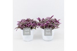 Tradescantia in white wash pot