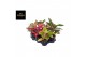 Aglaonema kleuren mix 
